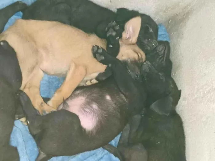 Cachorro ra a Vira-latas idade Abaixo de 2 meses nome Sexteto 