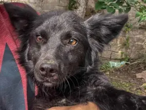 Cachorro raça Indefinida idade 7 a 11 meses nome Pricesa