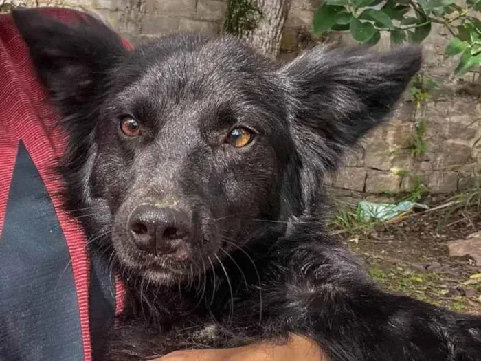 Cachorro ra a Indefinida idade 7 a 11 meses nome Pricesa