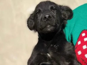 Cachorro raça Indefiniada idade 7 a 11 meses nome Lobinho