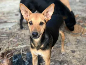 Cachorro raça Indefinida idade 7 a 11 meses nome Anitta