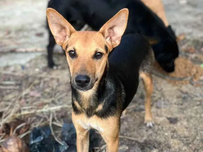 Cachorro ra a Indefinida idade 7 a 11 meses nome Anitta
