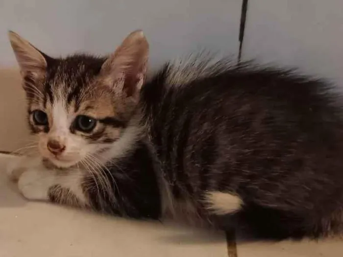 Gato raça SRD idade Abaixo de 2 meses nome SEM NOME