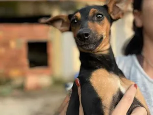 Cachorro raça Indefinida idade 7 a 11 meses nome Pinscher