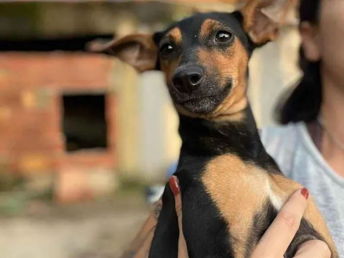 Cachorro ra a Indefinida idade 7 a 11 meses nome Pinscher
