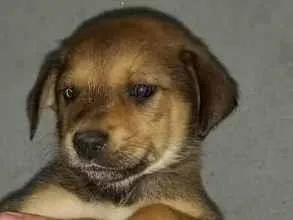 Cachorro raça Indefinida idade Abaixo de 2 meses nome Sem nome