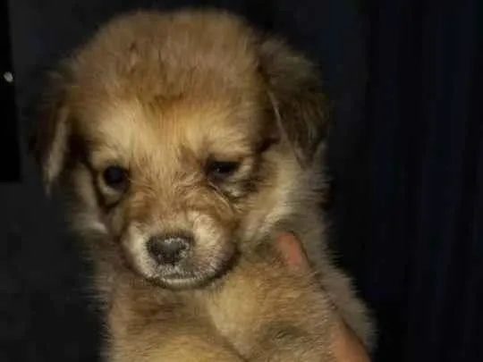 Cachorro ra a Indefinida idade Abaixo de 2 meses nome Dog