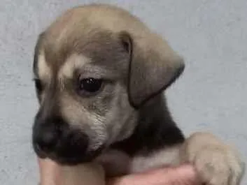 Cachorro ra a Indefinida idade Abaixo de 2 meses nome Dog 2