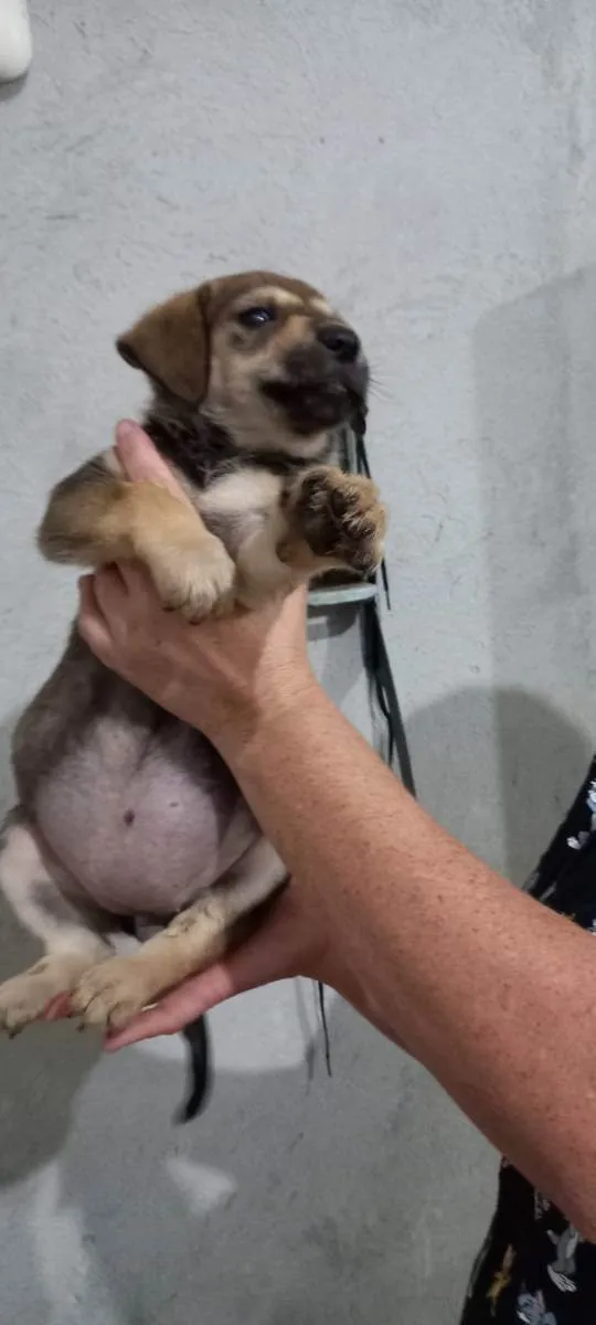 Cachorro ra a Indefinida idade Abaixo de 2 meses nome Dog fêmea 