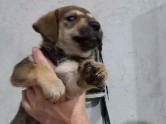 Cachorro ra a Indefinida idade Abaixo de 2 meses nome Dog fêmea 