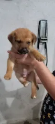 Dog3