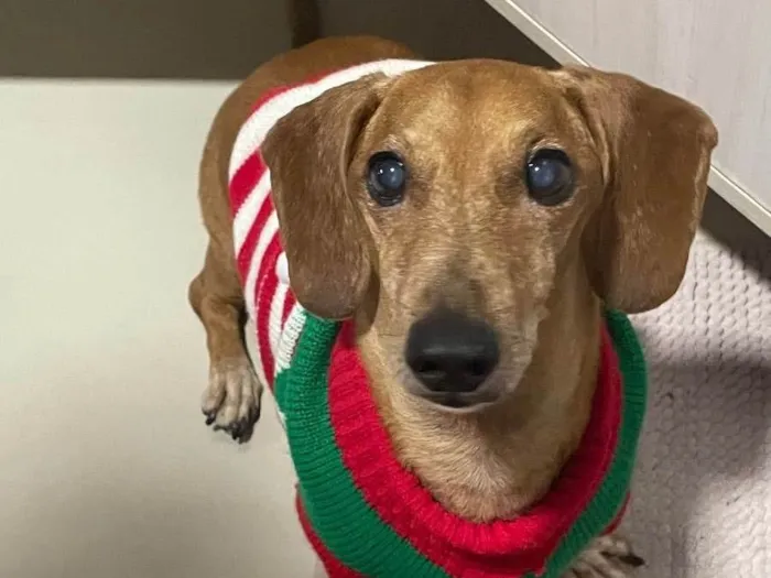 Cachorro ra a Dachshund idade 6 ou mais anos nome Lucky 