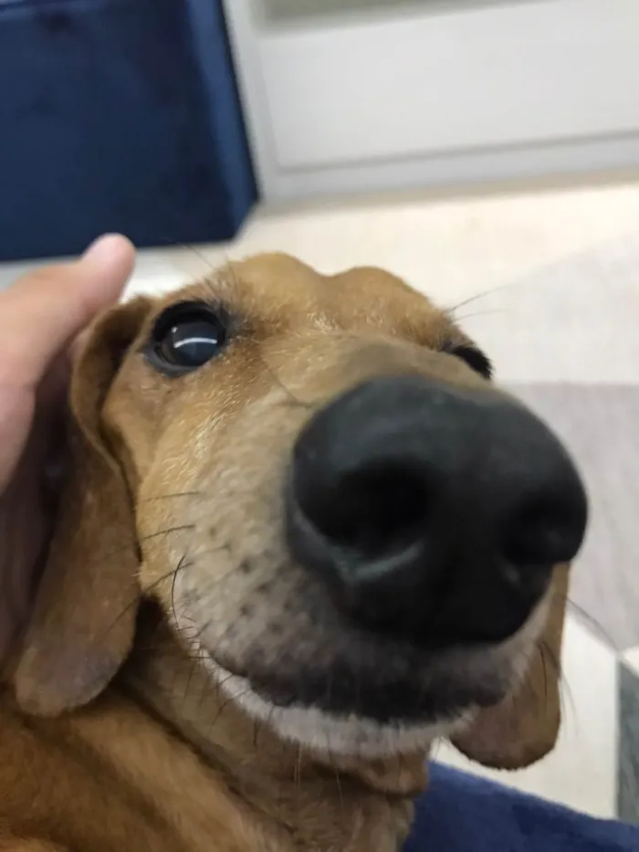 Cachorro ra a Dachshund idade 6 ou mais anos nome Lucky 