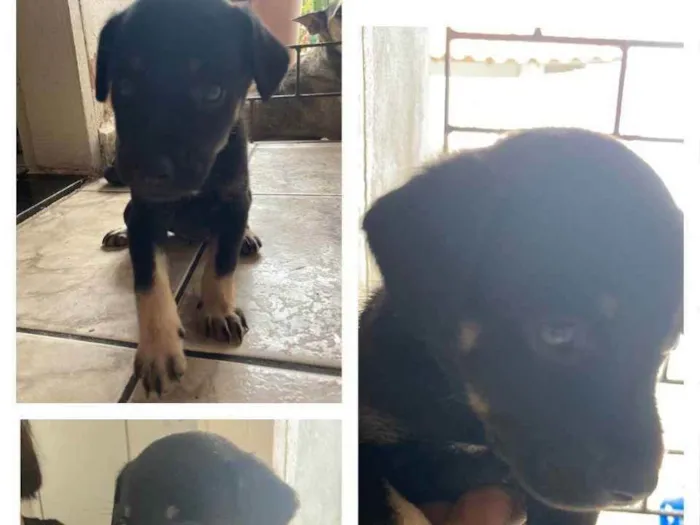 Cachorro ra a Comun idade Abaixo de 2 meses nome Sem nome