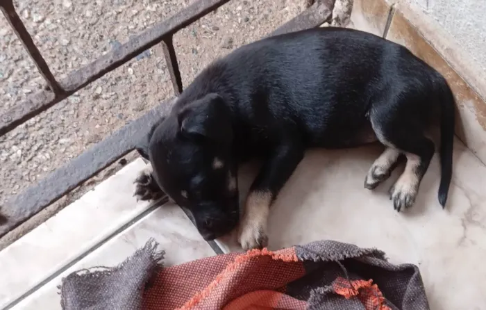 Cachorro ra a Comun idade Abaixo de 2 meses nome Sem nome