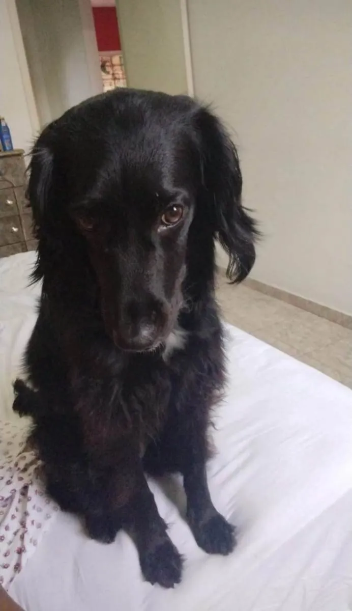 Cachorro ra a Mestiço de coocker idade 3 anos nome Mel