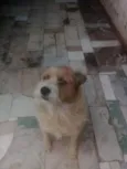 Tony