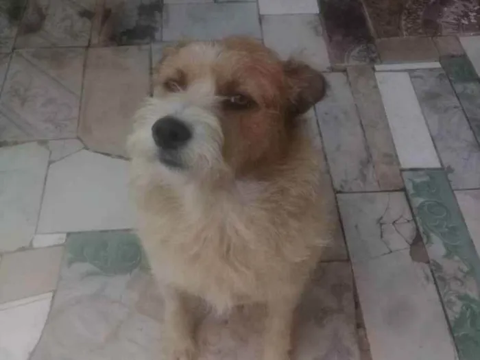 Cachorro ra a SRD idade 3 anos nome Tony