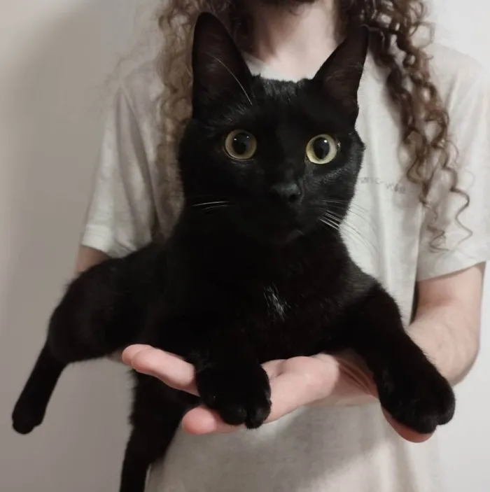 Gato ra a SRD idade 1 ano nome Kibe