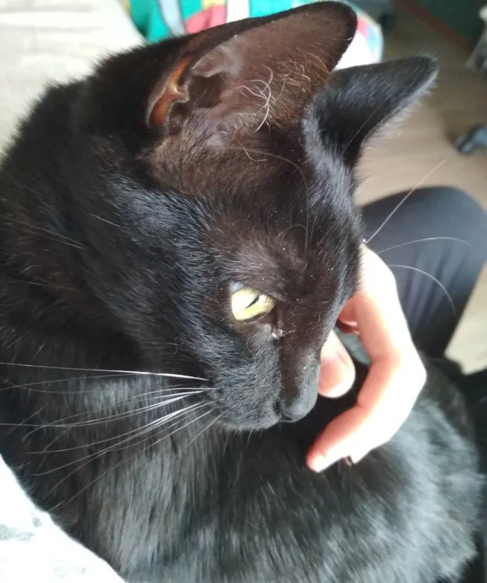 Gato ra a SRD idade 1 ano nome Kibe