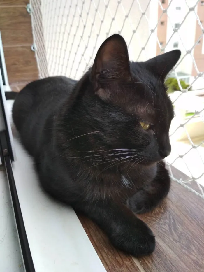 Gato ra a SRD idade 1 ano nome Kibe