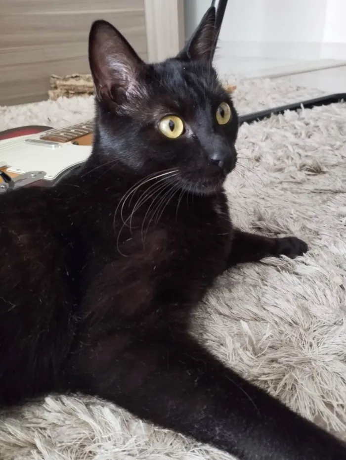 Gato ra a SRD idade 1 ano nome Kibe