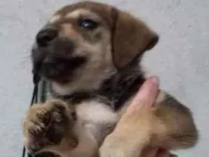 Cachorro raça Indefinida idade Abaixo de 2 meses nome Dog fêmea 
