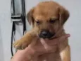 Dog3
