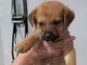 Cachorro raça Indefinida idade Abaixo de 2 meses nome Dog3