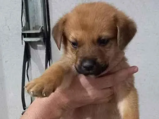 Cachorro ra a Indefinida idade Abaixo de 2 meses nome Dog3