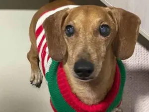 Cachorro raça Dachshund idade 6 ou mais anos nome Lucky 