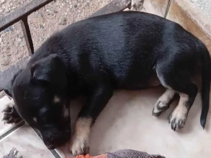 Cachorro ra a Comun idade Abaixo de 2 meses nome Sem nome