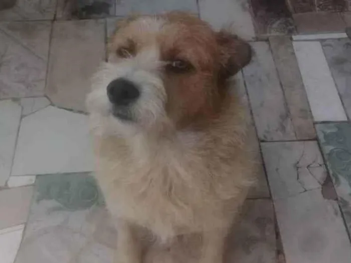 Cachorro ra a SRD idade 3 anos nome Tony