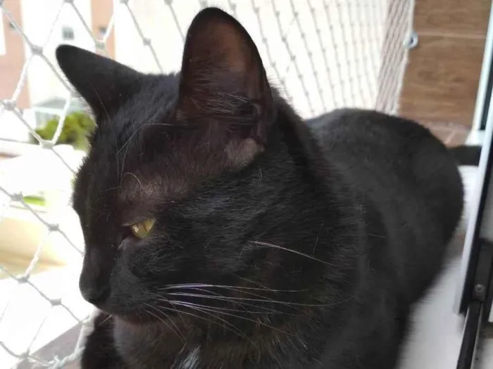 Gato ra a SRD idade 1 ano nome Kibe