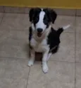 Cachorro raça Border Collie  idade 2 a 6 meses nome Rocket / Billy