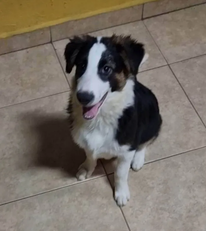 Cachorro raça Border Collie  idade 2 a 6 meses nome Rocket / Billy