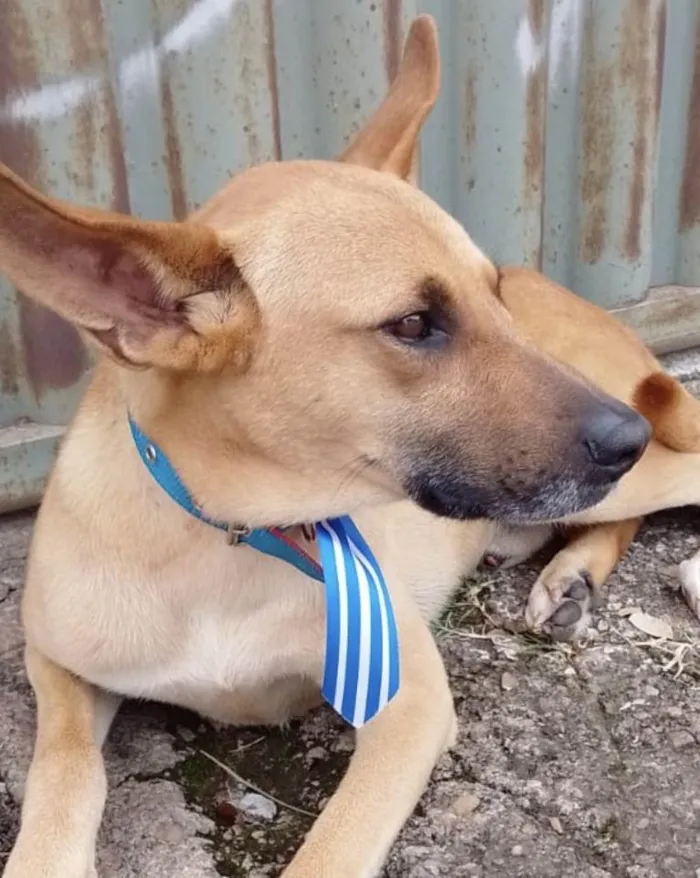 Cachorro ra a Mestiço  idade 2 a 6 meses nome Thor 