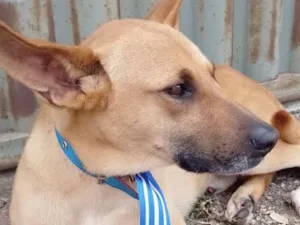 Cachorro raça Mestiço  idade 2 a 6 meses nome Thor 