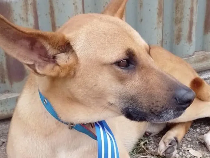 Cachorro ra a Mestiço  idade 2 a 6 meses nome Thor 