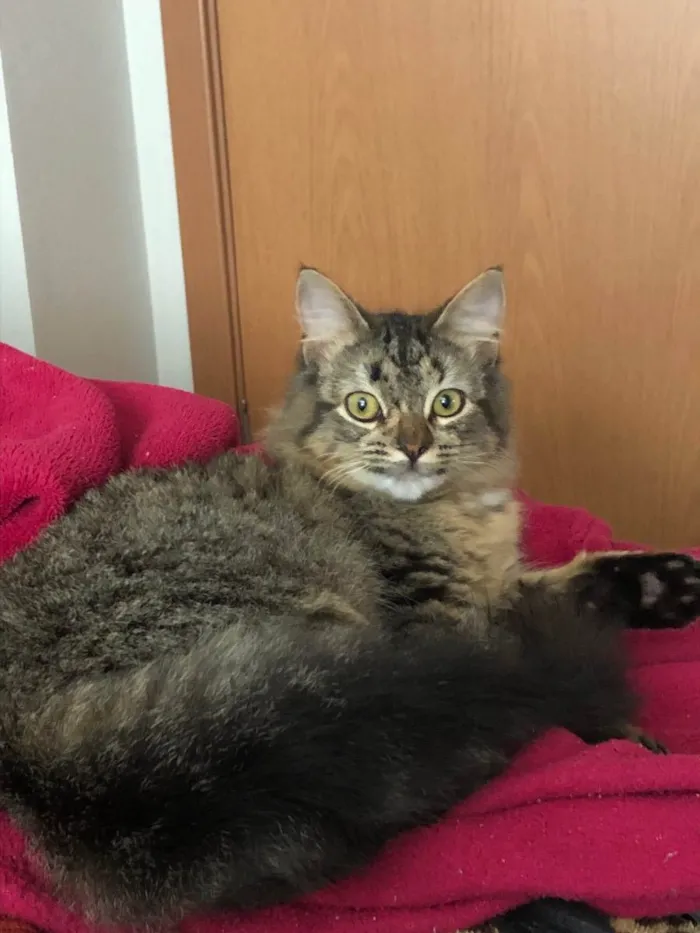 Gato ra a  idade 7 a 11 meses nome Calunga