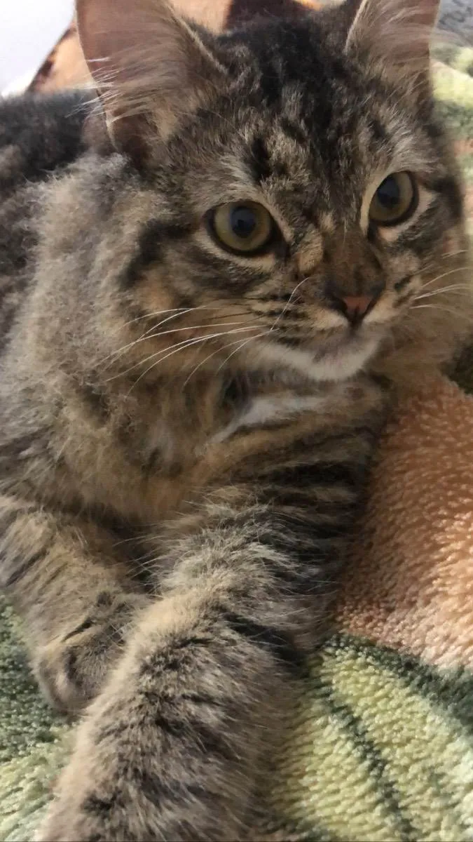 Gato ra a  idade 7 a 11 meses nome Calunga