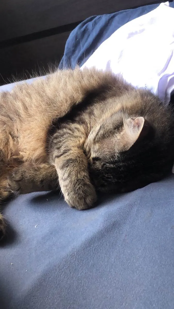 Gato ra a  idade 7 a 11 meses nome Calunga