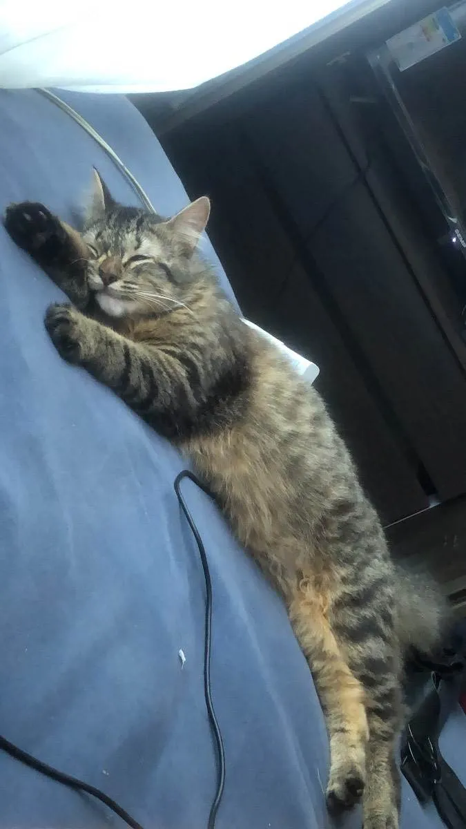 Gato ra a  idade 7 a 11 meses nome Calunga