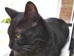 Gato raça SRD idade 1 ano nome Kibe
