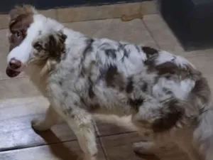 Cachorro raça Border Collie  idade 2 a 6 meses nome Rocket / Billy