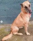 Cachorro raça Pastora Belga Malinois idade 6 ou mais anos nome Serena - Pastora