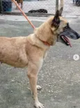 Cachorro raça Pastora Belga Malinois idade 6 ou mais anos nome Serena - Pastora