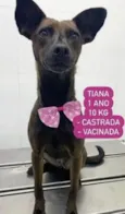 Cachorro raça SRD idade  nome Tiana