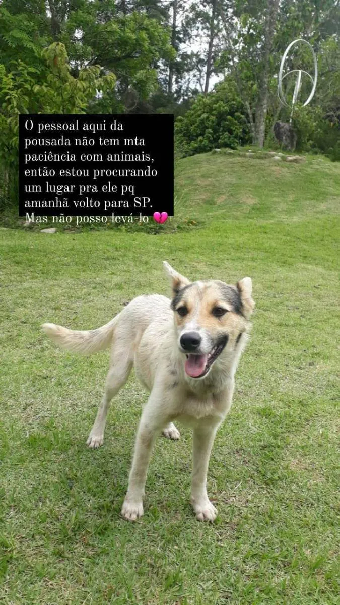 Cachorro ra a SRD idade 7 a 11 meses nome Chico 