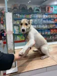 Chico